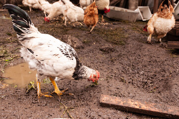 Close-up of a chicken looking for nutrients in the ground. Hens in a chicken coop in the village. Rainy weather.