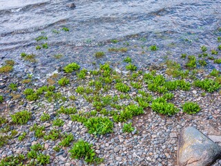 Coastal green plants on rocky shore in Sweden
