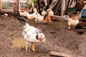 A large white chicken with a red scallop walks freely in a chicken coop in the village. Rainy weather.