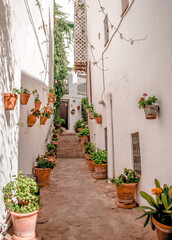 A narrow alley with white houses and lots of green plants, typical view in the famous white villages, 'pueblos blancos', in Andalucia, Spain.