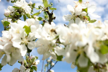 apple tree flowers
