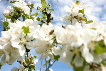 apple tree blossom
