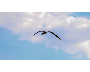 seagull in flight