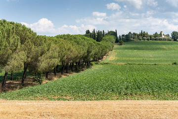 Italy, Tuscany, Cortona July 12 2018.Tuscan countryside.