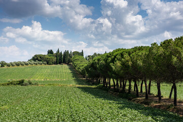 Italy, Tuscany, Cortona July 12 2018.Tuscan countryside.