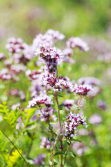 Beautiful bright flower mint. Selective focus, the space in the area blur composition for the production of advertising.