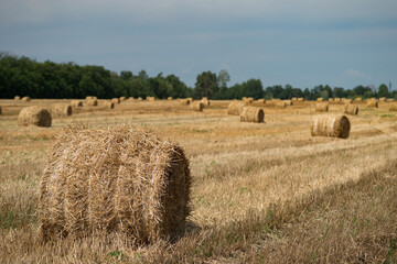 Bales of straw on a mown wheat field after harvesting. Selective focus.