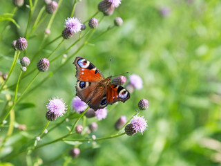 Beautiful butterfly on flowers. Selective focus, the space in the area blur composition for the production of advertising.