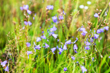 Beautiful bright wildflowers bluebells. Selective focus, space in the zone blurring compositions for the production of advertising.
