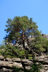 Fototapeta na wymiar Baum im Zittauer Gebirge, der auf einem Felsen wächst