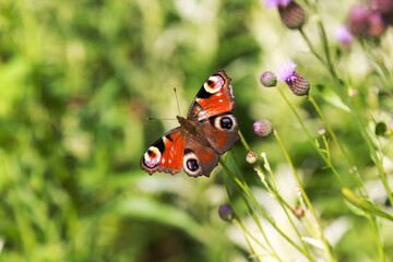 Beautiful butterfly on flowers. Selective focus, the space in the area blur composition for the production of advertising.