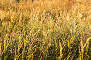 Beautiful background of the field with drops of dew on grasses in backlight morning light. Selective focus, space in the zone blurring compositions for the production of advertising.