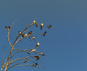 andorinhas na arvore anunciar a primavera com fundo da foto azul 
