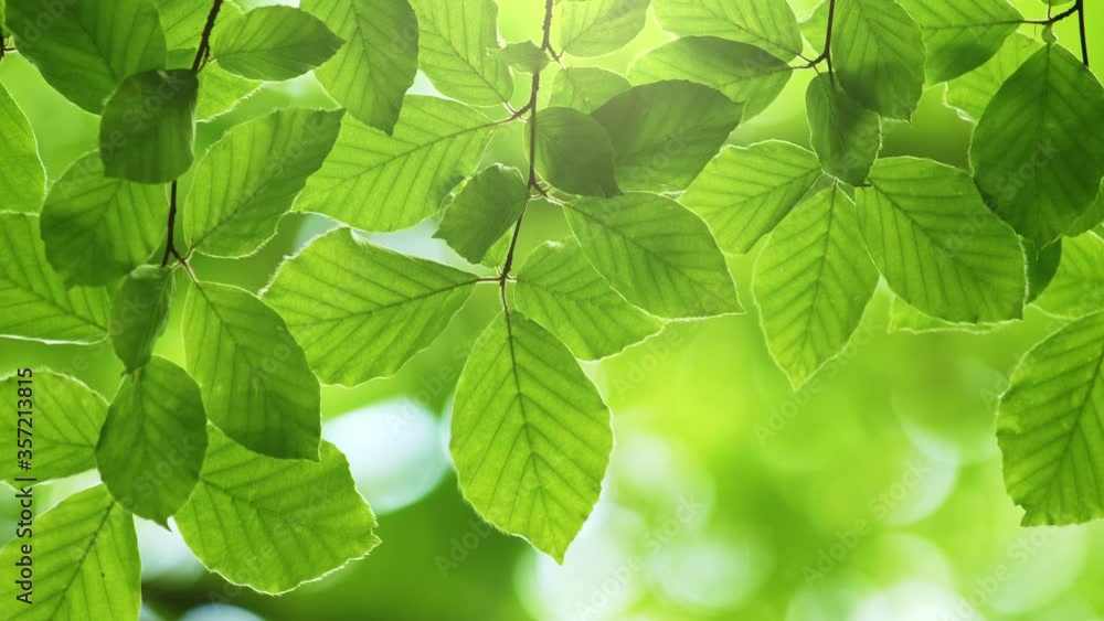 Poster zoom out shot of fresh green leaves on a tree sway in the wind. elegant green background of green le