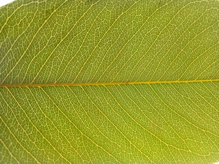 close up of venation Illuminated green leaf 