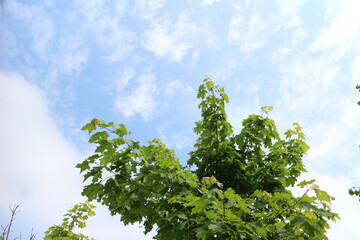 top of a deciduous tree against a blue sky