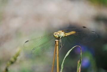 green dragonfly sits on a branch