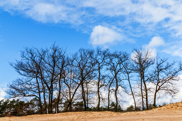 Fototapeta na wymiar Silhouette of oak trees in a landscape at Soesterduinen near Amersfoort, Netherlands 