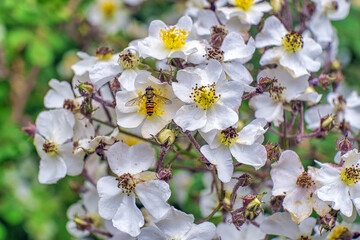 apple tree blossom
