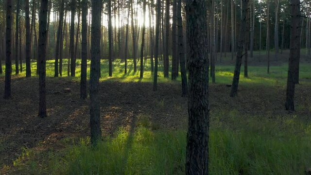 Fairy tale morning forest sun. Wild pine forest with green grass under the trees. Drone Moving between trees in beautiful sunny morning just after sunrise.