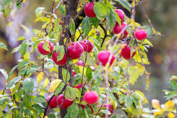 Red ripe juicy apples on a tree in the garden