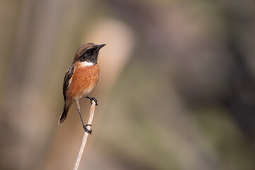 bonito cartaxo comum (Saxicola rubicola) em cima de um galho 