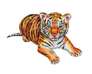Little tiger isolated on a white background. Watercolor. Illustration. Hand drawn.