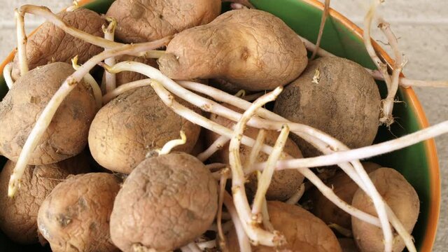 old potatos with sprouts tubers with roots