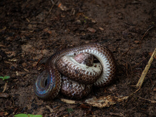 Snakes are preying