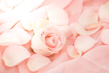 pink rose flowers on soft silk - wedding, holiday and floral background styled concept, elegant visuals