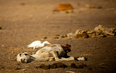Cattle egret BIRD WITH GOT 