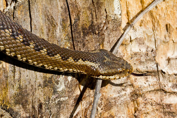 Portuguese viper, viper in attack position looking for food