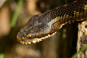 Portuguese viper, viper in attack position looking for food