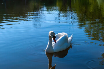 white swan swims in the lake. beautiful water bird. photo