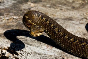 Portuguese viper, viper in attack position looking for food