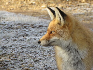 Zorro de perfil