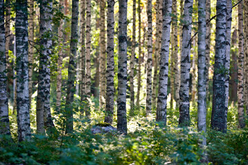 Fototapeta premium Birch trees