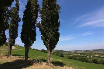 Cipressi in collina si stagliano sull’azzurro intenso del cielo in una giornata d’estate