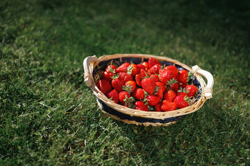 strawberries basket on green lawn background