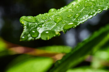 Abstract macro shot of a green leaf with raindrops