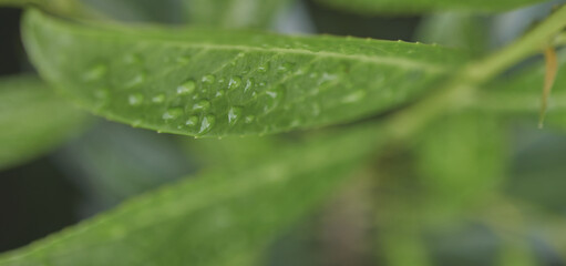 Abstract macro shot of a green leaf with raindrops, bokeh background