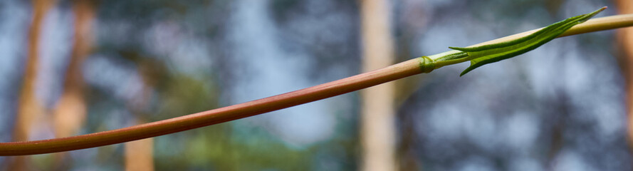 Brown twig with a green curled leaf against a blurred background, panoramic cut