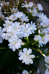 Cerastium,Teppich Hornkraut