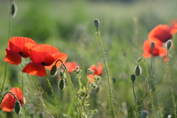 Naklejka premium Red poppy flowers in green meadow blurred background in the light of the setting sun. Summer blurred background with poppies growing in field