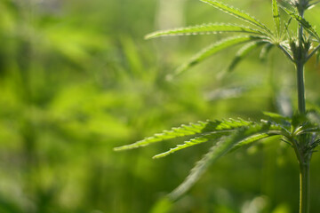 Hemp plant blurred on green meadow blurred background at sunset. Cannabis marijuana bush