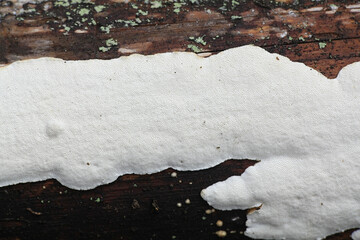 Heterobasidion parviporum (Heterobasidion annosum sensu lato), known as root rot fungus, wild polypore from Finland © Henri Koskinen