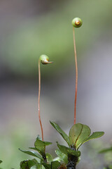 Rhizomnium magnifolium, a leafy moss with spore capsules in the family Mniaceae,