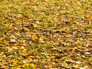 Background group autumn yellow leaves, selective focus, as a background for your project.