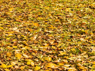 Background group autumn yellow leaves, selective focus, as a background for your project.