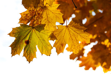 Naklejka na ściany i meble Background group autumn yellow leaves, selective focus, as a background for your project.